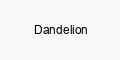 Dandelion International Culture